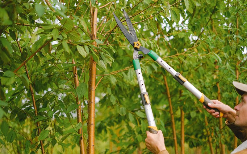 Tree trimming in Fordyce, AR